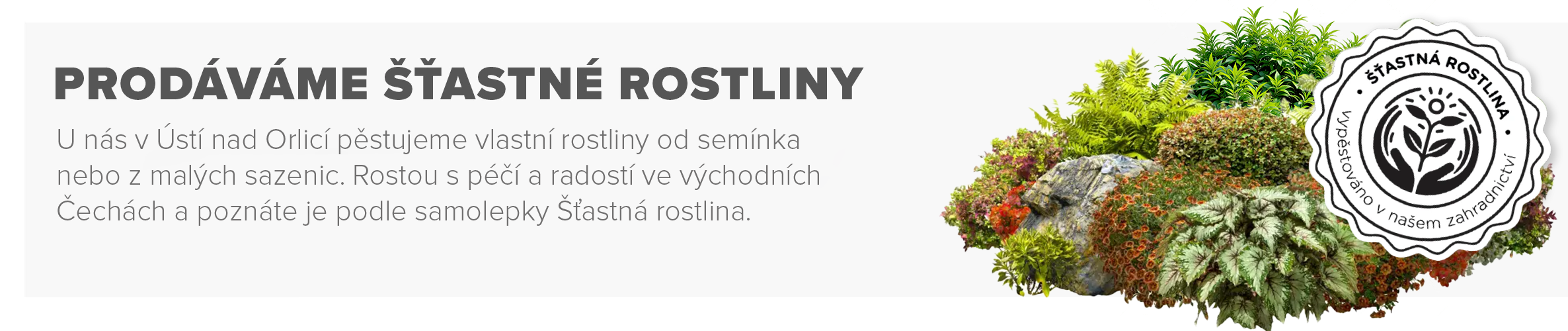 stastna rostlina kopie